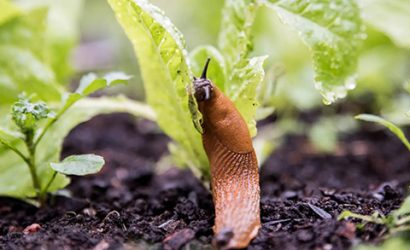 Snigel i odling 480x300 px