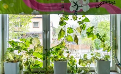 Spinn på plantor 480×300 px Spinn på plantor