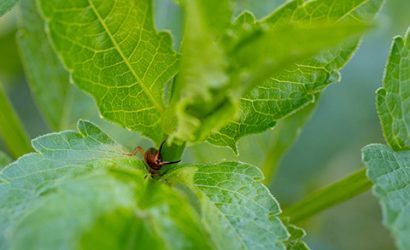 Tvestjärt på Dahlia
